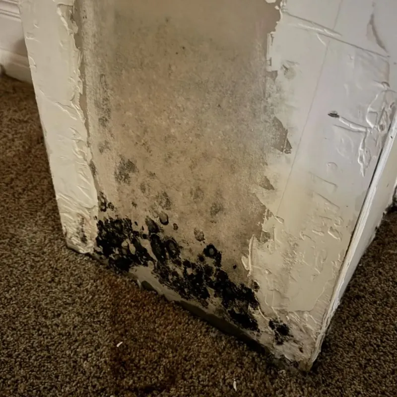 Professional Mold Removal in Waterloo, NE